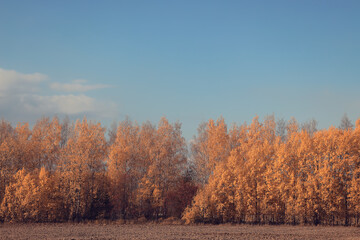 Obraz premium Yellow autumn leaves and blue sky autumn view background