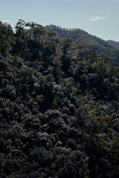 Forested Mountain Slope in Troodos Mountains, Cyprus