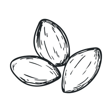 Three organic raw almonds hand drawn sketch illustration depicting healthy natural snack food ingredients for culinary and dietary concepts.
