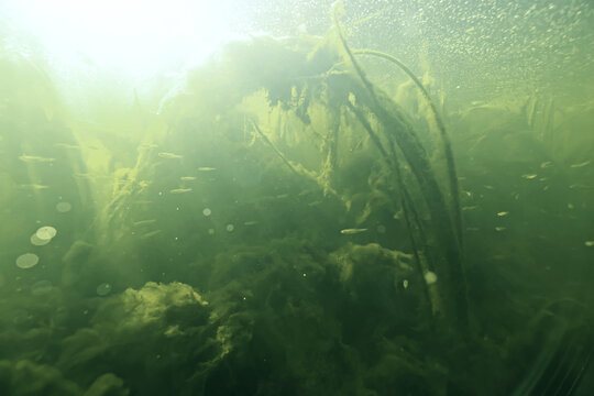 underwater photo, swamp pond or river, green freshwater background, green algae plankton, dirty water blooms