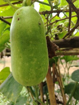 Closeup of a young wax gourd hanging from a vine in a garden