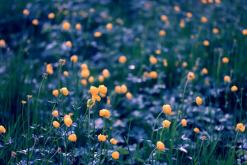 Obraz premium Globeflower wild flowers yellow wildflowers buttercups, spring nature background in the field