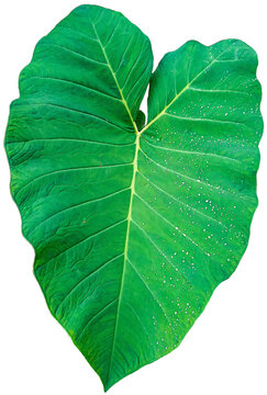 Large taro leaf with water droplets isolated on transperant background