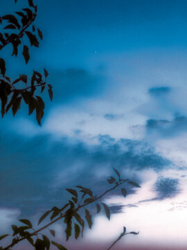 tree in the sky