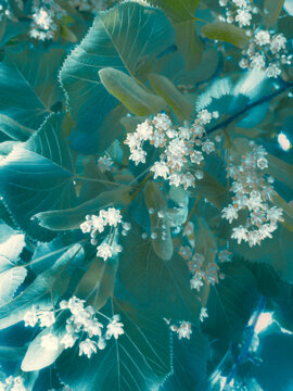 trees and leaves
