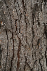 Fototapeta premium a detailed, vertical macro photograph of a pine tree trunk, showcasing a complex and rugged bark texture.Italy, Pineto, spring 2026.
