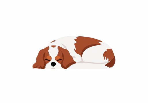 Sleepy Cavalier King Charles Spaniel Dog Resting on White Surface