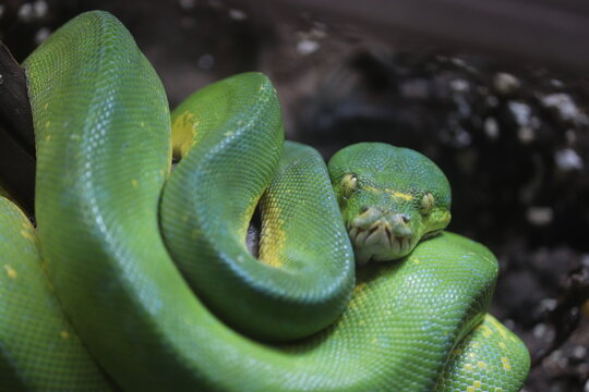 Green tree python curled up on a branch looking directly at camera