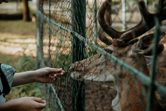 Young Horned Deer Stand In Zoo meadow Behind Netting, Mammal Ani