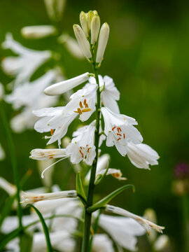 Paradisea liliastrum, or St Bruno's lily is a species of flowering plant in the family Asparagaceae. The blooming of Paradisea Liliastrum white flowers in the garden in summer. Natural Wallpaper