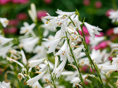 Paradisea liliastrum, or St Bruno's lily is a species of flowering plant in the family Asparagaceae. The blooming of Paradisea Liliastrum white flowers in the garden in summer. Natural Wallpaper
