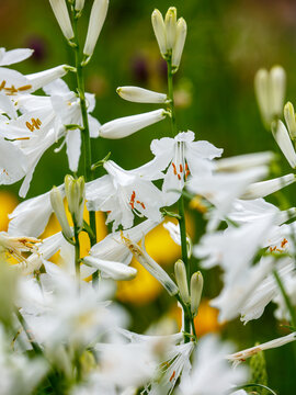 Paradisea liliastrum, or St Bruno's lily is a species of flowering plant in the family Asparagaceae. The blooming of Paradisea Liliastrum white flowers in the garden in summer. Natural Wallpaper