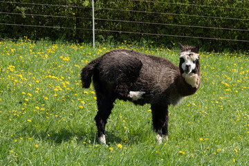 Fototapeta premium alpaka tier natur lama