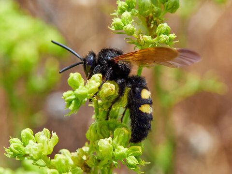 Mammoth Wasp, Megascolia Regiscolia maculata 
