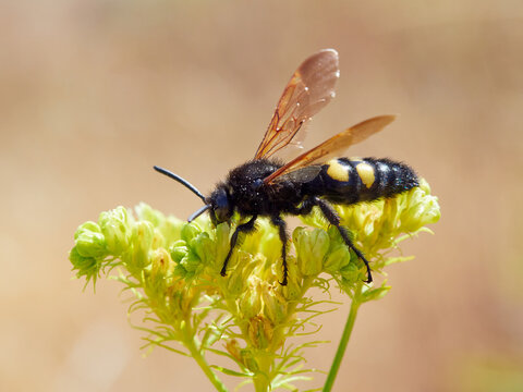 Mammoth Wasp, Megascolia Regiscolia maculata 

