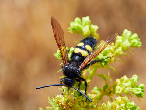 Mammoth Wasp, Megascolia Regiscolia maculata 
