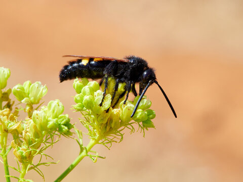 Mammoth Wasp, Megascolia Regiscolia maculata 
