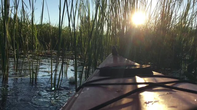 POV moving shot of red kayak pushing through thick green reeds on a lake.
