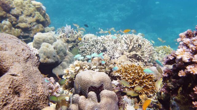 Beautiful underwater world with coral reef and tropical fishes. Leyte, Philippines. Travel vacation concept
