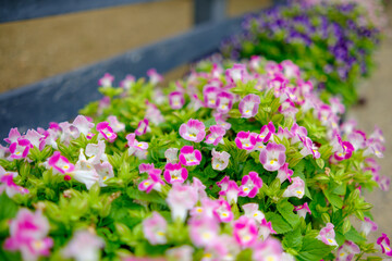 Obraz premium Beautiful Pink and Purple Torenia Wishbone Flowers Blooming in Row with Soft Bokeh Background