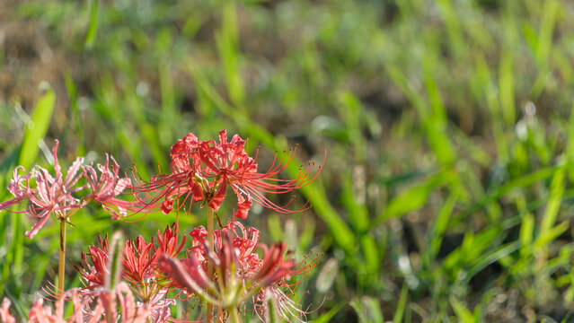Red Spider Lily Flowers Blooming in Autumn Field with Soft Sun Light and Green Grass Background