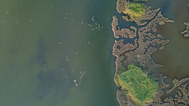 Aerial video of a pond filled with pink flamingos, showcasing beautiful bird patterns and a vibrant wetland habitat from above.