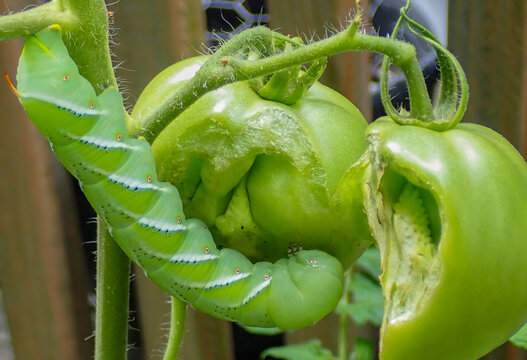 A hornworm eating two green tomatoes in summertime