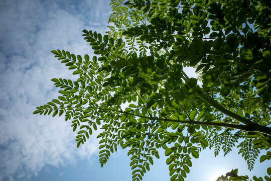 Kelor or Drumstick tree (Moringa oleifera) green leaves selected focus, with cloudy blue sky background