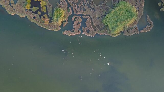Aerial video of a pond filled with pink flamingos, showcasing beautiful bird patterns and a vibrant wetland habitat from above.