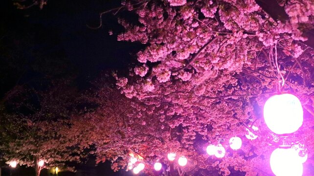 夜空に映える提灯ライトアップと満開の春の夜桜