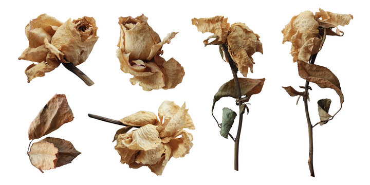 set of dry flowers isolated on transparent