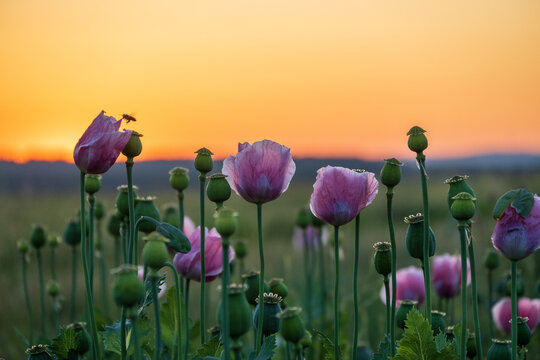 Mohn