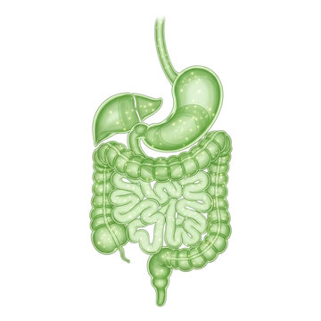 Human Digestive Organs and Protective Shield, Gastrointestinal Health and Wellness Illustration