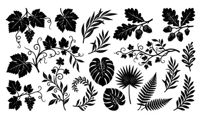 Elegant Black and White Leaves Grapevine Tendrils and Acorn Elements Vector Set Isolated on White © Md Humaun