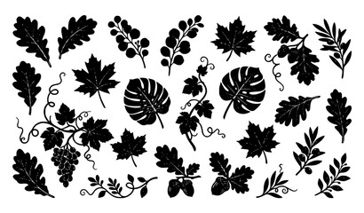 Black and White Various Leaves Grapevine Vines and Acorn Botanical Vector Collection Isolated on White Background © Md Humaun