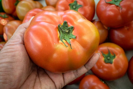 The star shaped sepals on tomatoes, green flower petals protecting the flower and a support when the fruit develops