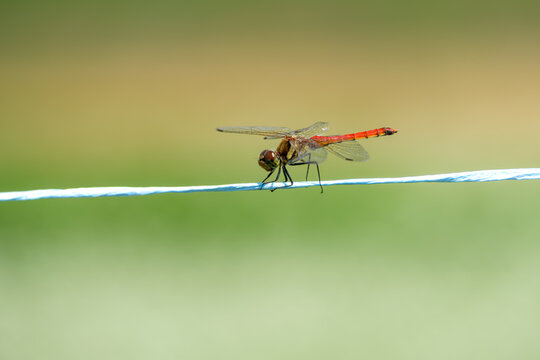 Red dragonfly sympetrum frequens balancing on a blue string with large green copy space background