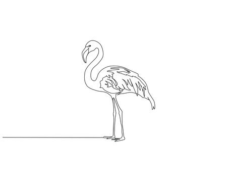 Flamingo continuous line. Continuous one line drawing of flamingo. Flamingo bird concept. Single line drawing