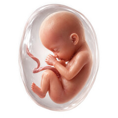 Fototapeta premium A highly detailed and realistic image of a fetus in the womb, curled up and sleeping peacefully, with umbilical cord visible, isolated on transparent background