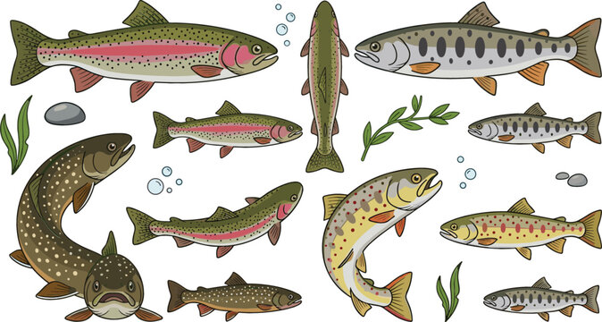 Freshwater Trout Fish Vector Illustration Collection Featuring Rainbow Brown Brook and Lake Trout Species for Sport Fishing and Angling Menu Designs