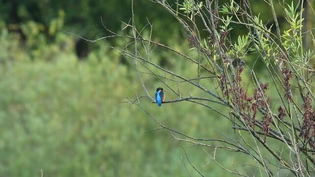 Eisvogel 