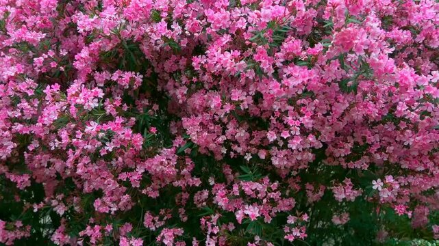キョウチクトウ（夾竹桃）の花
