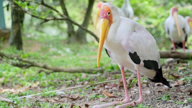 bird hock sitting on the ground, portrait of yellow billed stork in nature, white stork resting in the afternoon