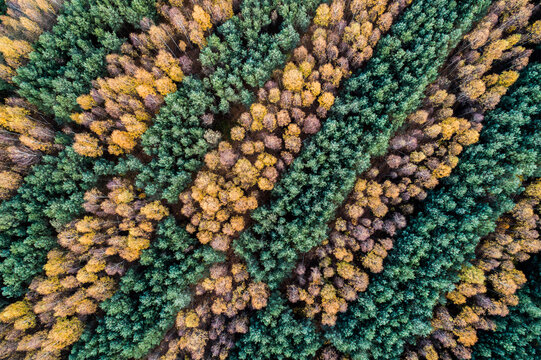 Aerial view of a dense forest with alternating rows of green pines and yellow autumn deciduous trees in Debrzno, Pomeranian Voivodeship, Poland.