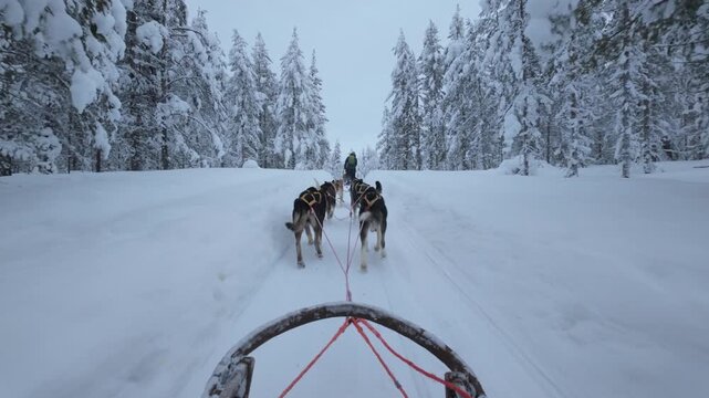 Experience the magic of Akaslompolo as a team of huskies glides over pristine snow, surrounded by towering trees. This serene winter journey captures the beauty of Lapland in full splendor.