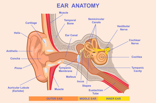 Medical vector diagram of human ear anatomy with labeled outer, middle and inner ear structures, auditory ossicles, cochlea, nerves, eardrum and ear canal