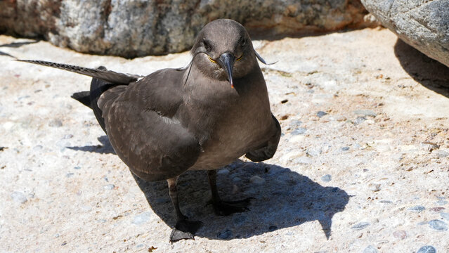 dark morph parasitic jaeger (stercorarius parasiticus) standing on a rocky surface in bright sunlight