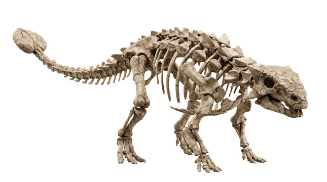 Ankylosaurus dinosaur skeleton fossil replica with distinctive armored body and club tail on a white background.