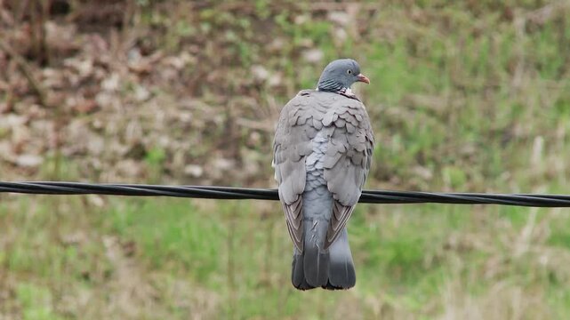 Wood pigeon on wire from behind then flying away.