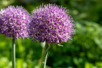Fototapeta premium Decorative purple allium flower spheres blooming against lush green foliage creating vibrant spring garden texture and botanical beauty